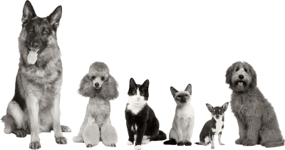 Innovative Pet Products Pty Ltd (DOCA)