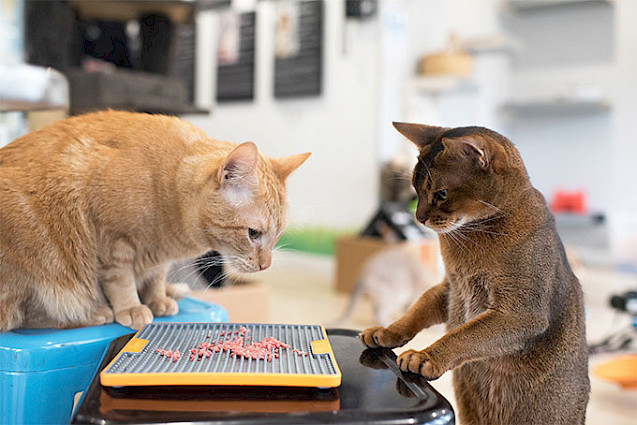 LickiMat® TUFF™ Soother Cat