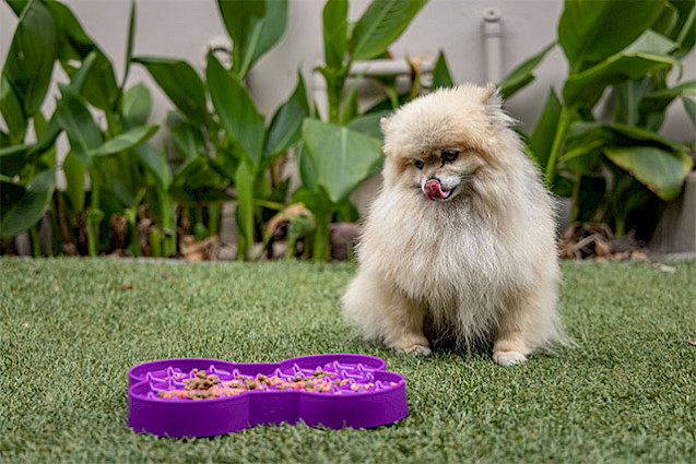 Small Slodog - 
