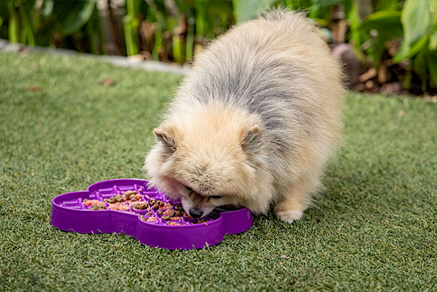 Small Slodog - 